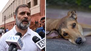 Stray Dogs 