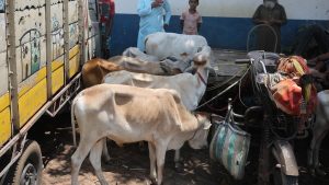 Cattle